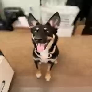 adoptable Dog in Visalia, CA named Stormi